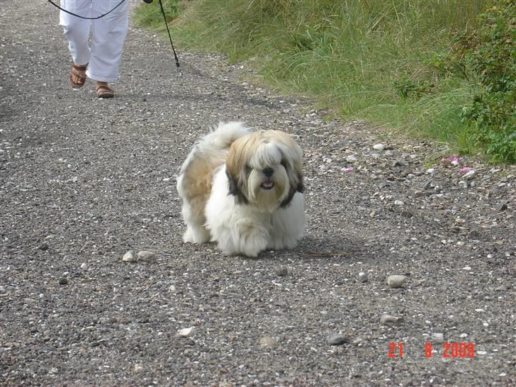 Shih tzu Gizmo billede 7