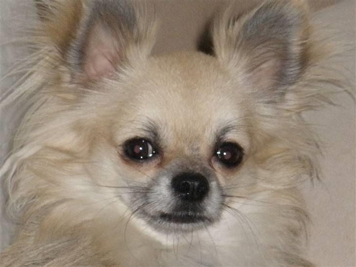 Chihuahua Eddie billede 3