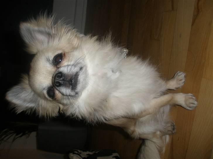 Chihuahua Eddie billede 4