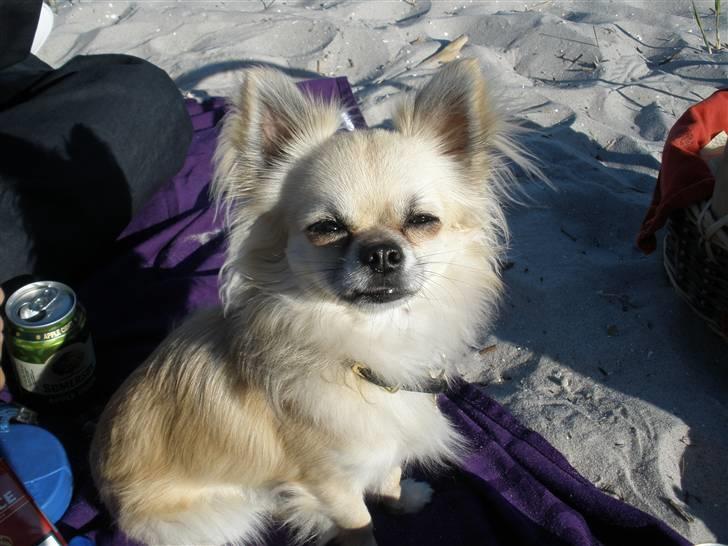 Chihuahua Eddie billede 6