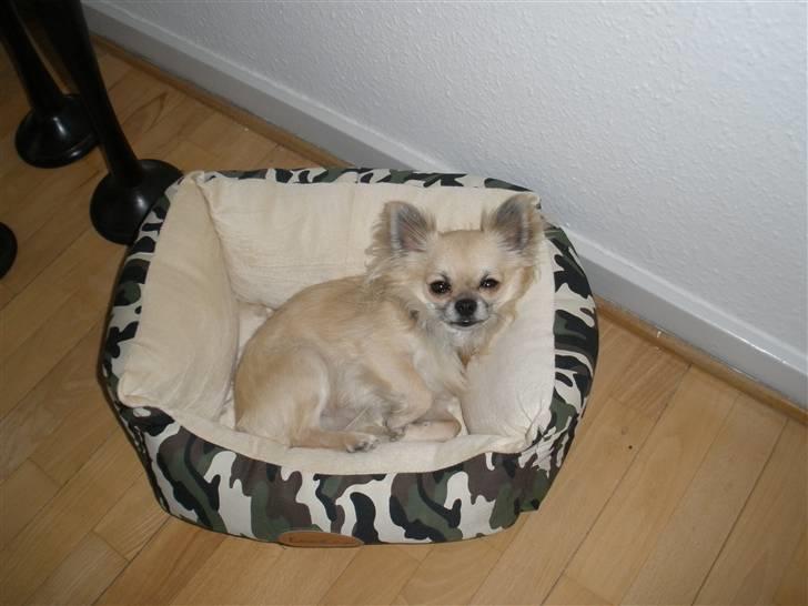 Chihuahua Eddie billede 7