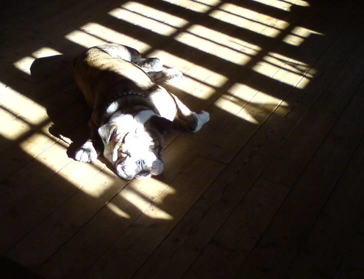 Engelsk bulldog Otto Man - Otto fandt forårssolen... billede 13