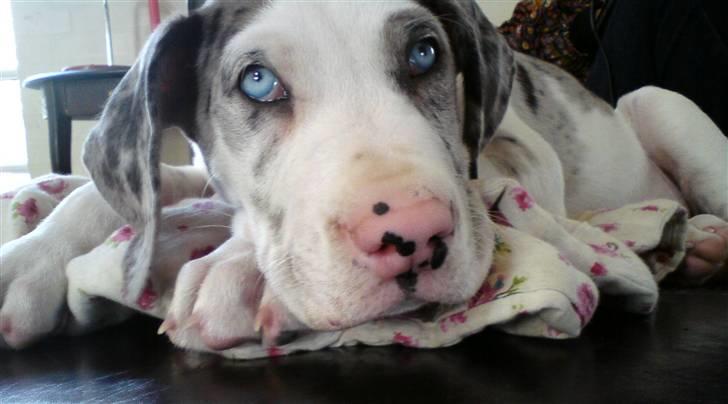 Grand danois Holger Danske - Holger...nu med større hovede. billede 6