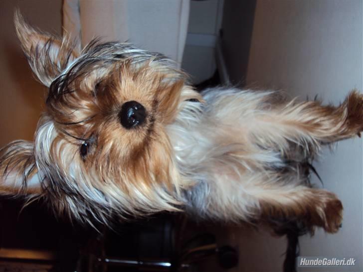 Yorkshire terrier *Little big horns Karla* - im happy today:D! billede 16