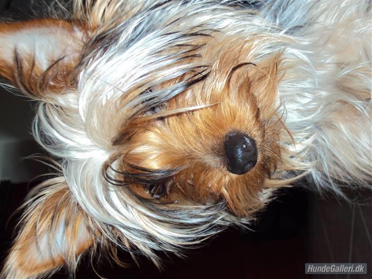 Yorkshire terrier *Little big horns Karla* - phine´s prinsesse hund<3 billede 17