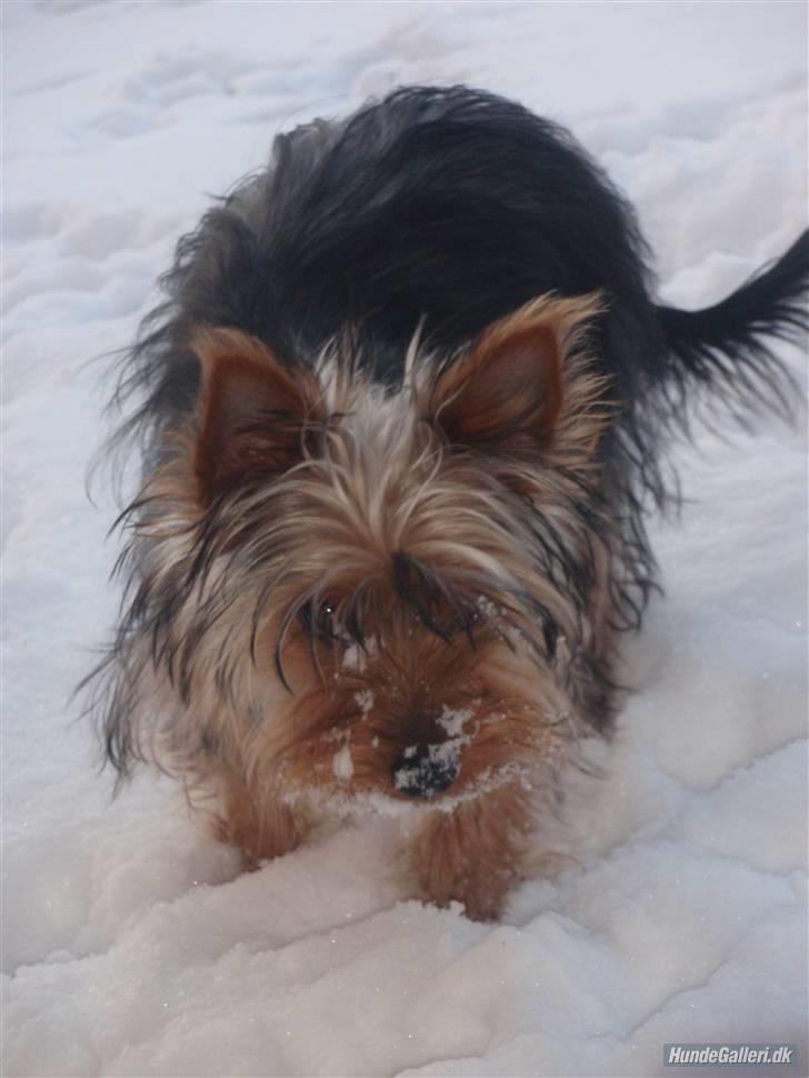 Yorkshire terrier *Little big horns Karla* - karla sniger sig i sneen d;  billede 18