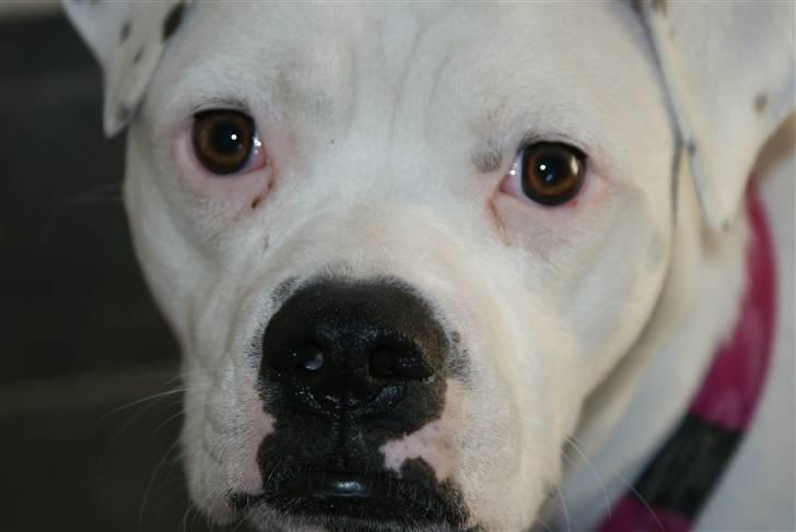 Blanding af racer liva billede 1