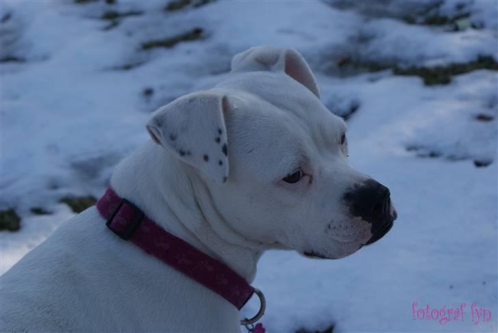 Blanding af racer liva billede 2