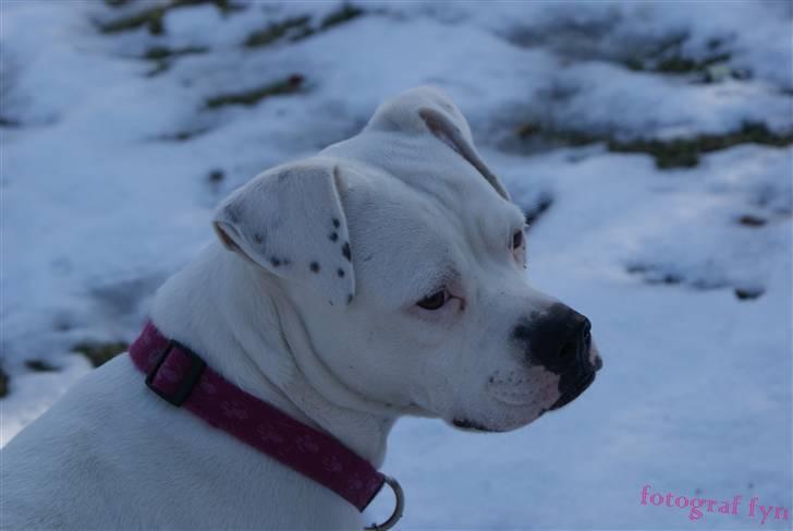 Blanding af racer liva billede 3