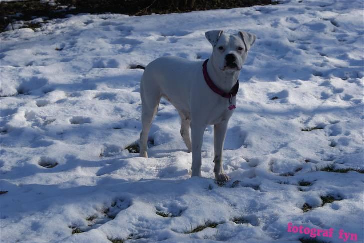 Blanding af racer liva billede 4