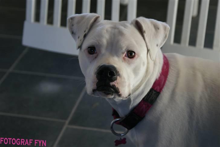 Blanding af racer liva billede 5