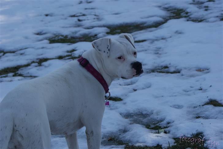 Blanding af racer liva billede 6