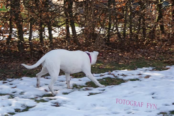 Blanding af racer liva billede 7