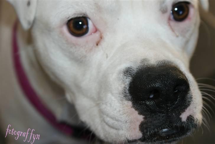 Blanding af racer liva billede 8