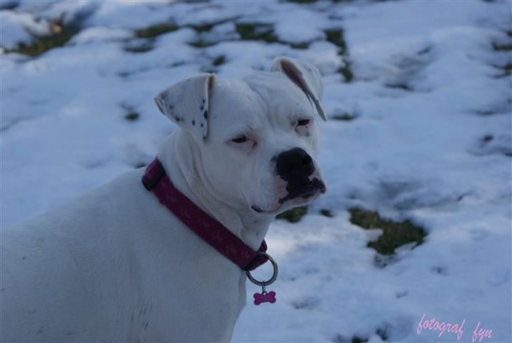 Blanding af racer liva billede 9