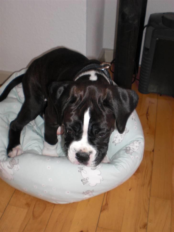 Boxer Laika billede 6