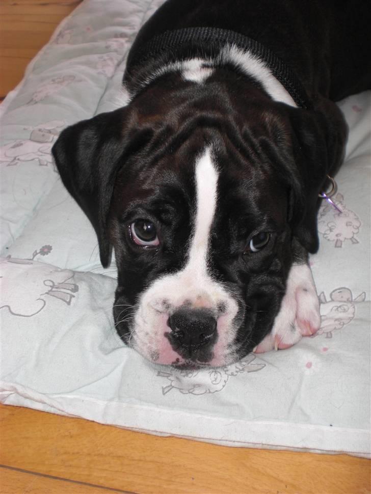 Boxer Laika billede 7