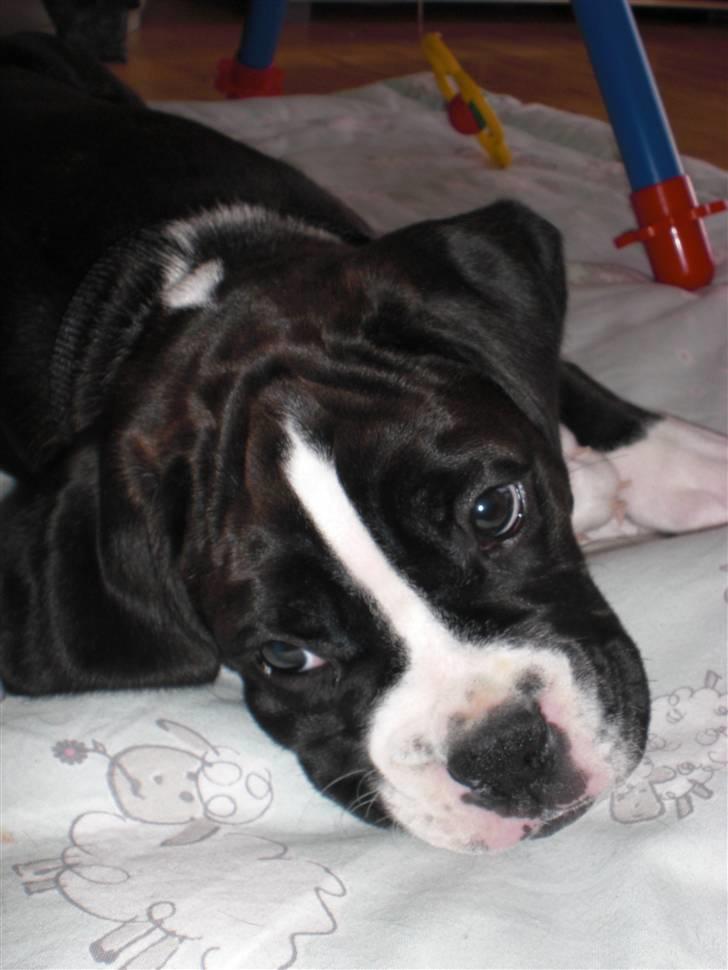 Boxer Laika billede 8