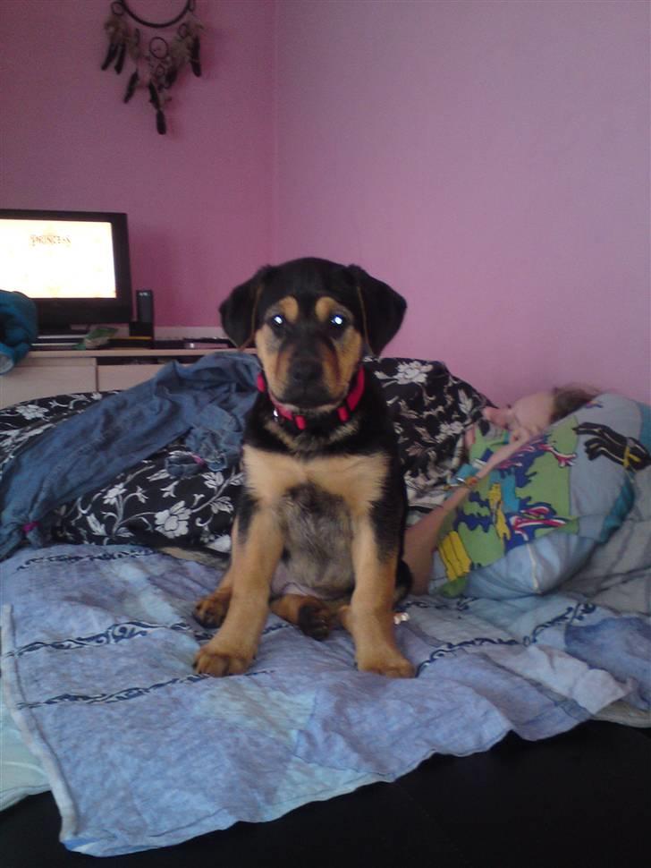 Blanding af racer Jamie <3 R.I.P min smukke pige<3 billede 11