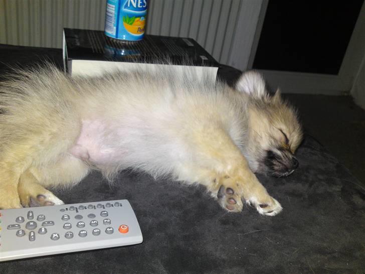 Blanding af racer Poppai billede 12