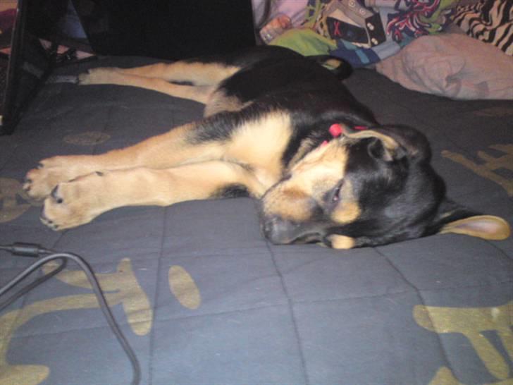 Blanding af racer Jamie <3 R.I.P min smukke pige<3 billede 12