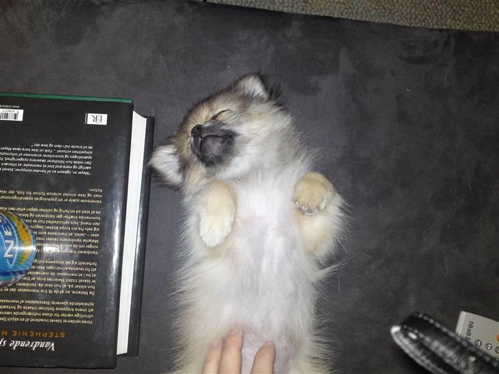 Blanding af racer Poppai - 12 uger, og en slapper på sofaen. billede 13