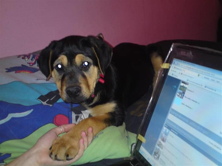 Blanding af racer Jamie <3 R.I.P min smukke pige<3 billede 13