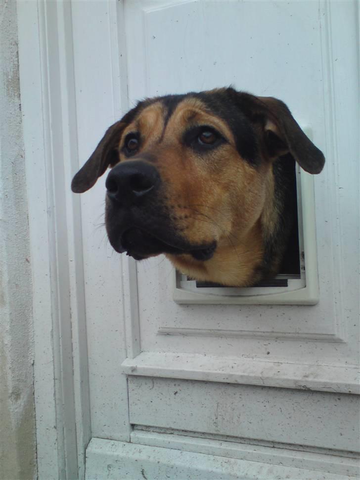 Blanding af racer Jamie <3 R.I.P min smukke pige<3 billede 14