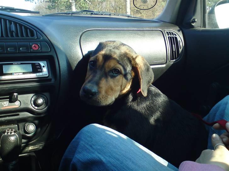 Blanding af racer Jamie <3 R.I.P min smukke pige<3 billede 15