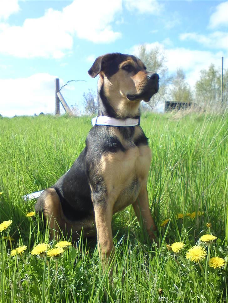 Blanding af racer Jamie <3 R.I.P min smukke pige<3 billede 16