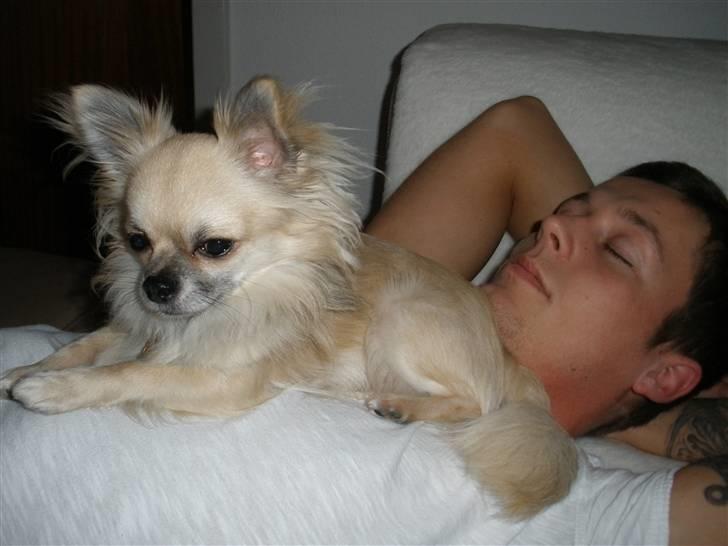 Chihuahua Eddie billede 8