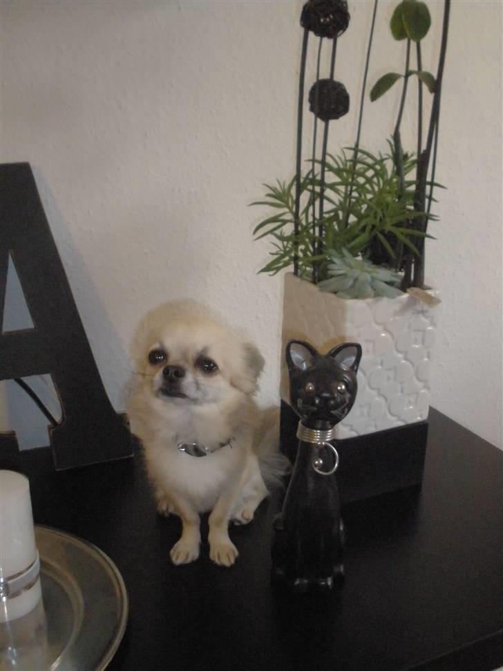 Chihuahua Eddie billede 9