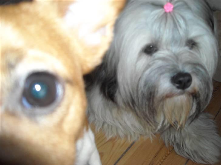 Lhasa apso Tutsie billede 7