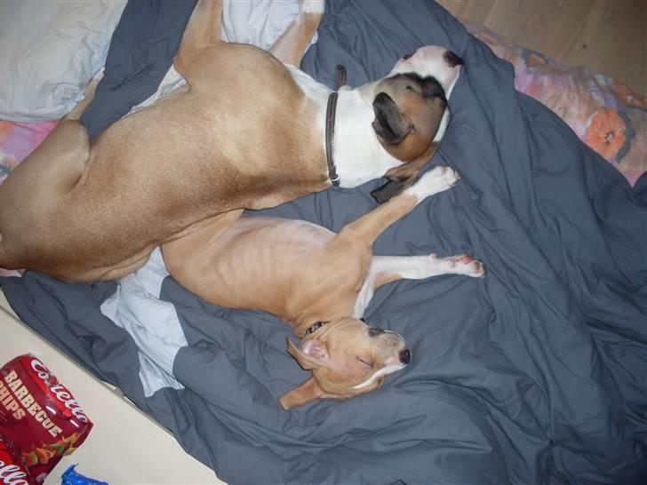 Blanding af racer Lucy billede 14