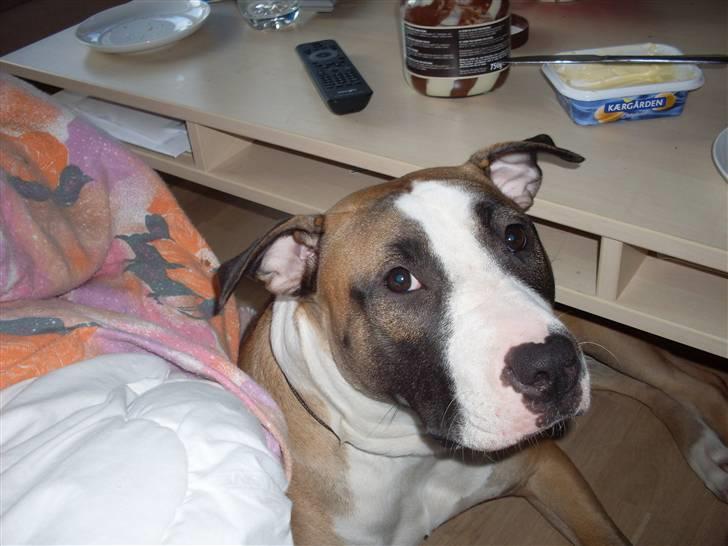 Blanding af racer Lucy billede 15