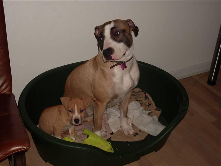 Blanding af racer Lucy billede 16