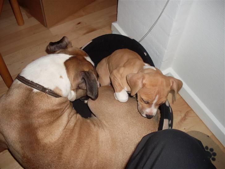 Blanding af racer Lucy billede 17