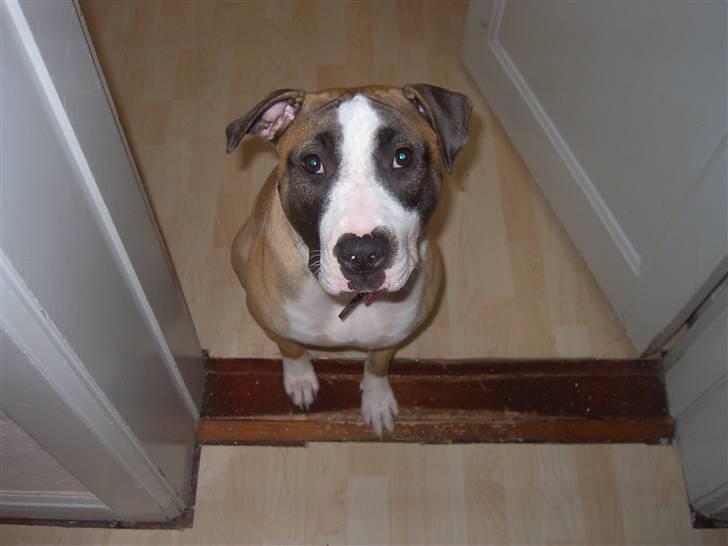 Blanding af racer Lucy billede 18