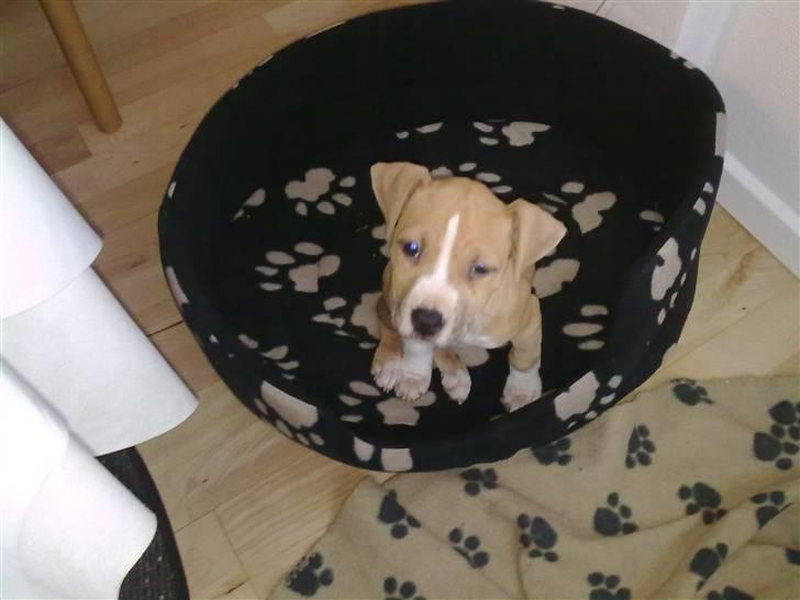 Amerikansk staffordshire terrier Laica billede 7