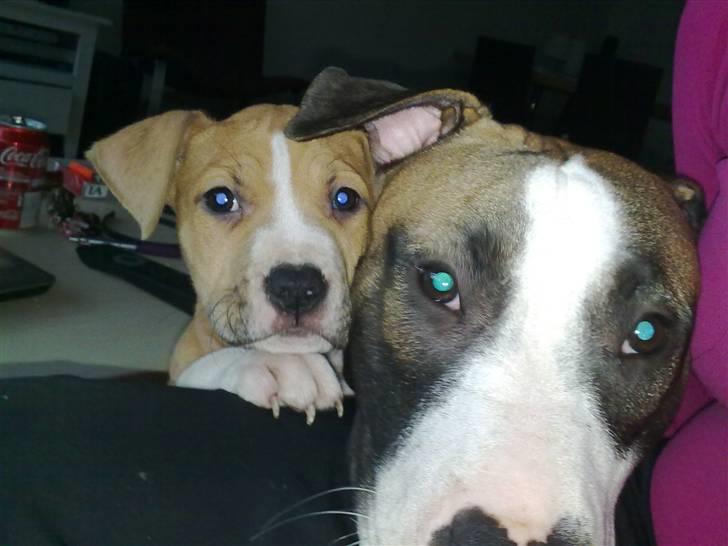 Amerikansk staffordshire terrier Laica billede 8