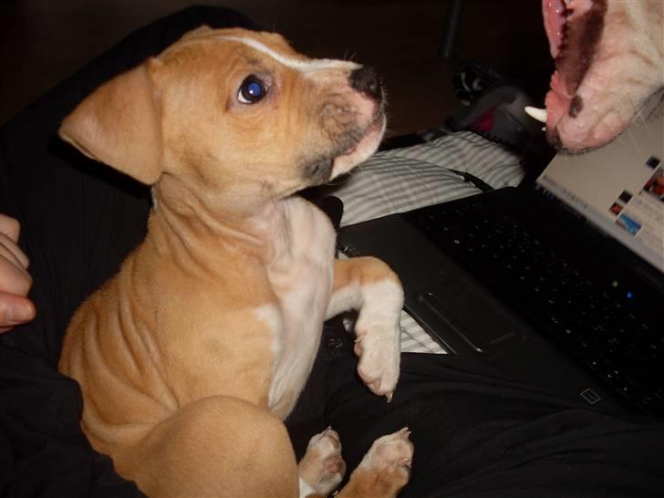 Amerikansk staffordshire terrier Laica billede 9