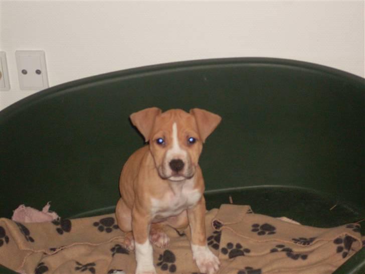 Amerikansk staffordshire terrier Laica billede 10