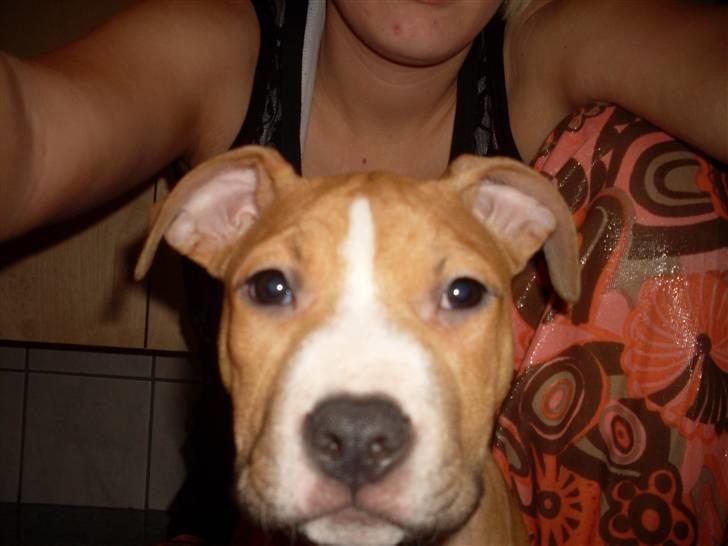 Amerikansk staffordshire terrier Laica billede 11