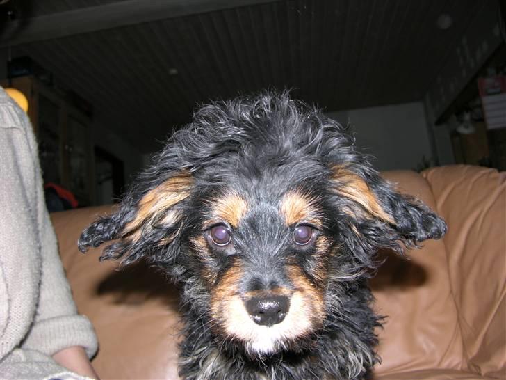 Blanding af racer Swupti billede 3