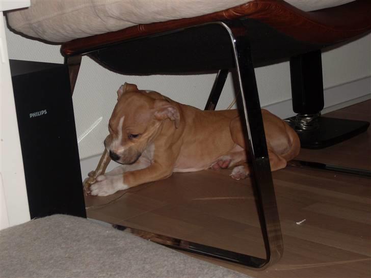 Amerikansk staffordshire terrier Laica billede 12