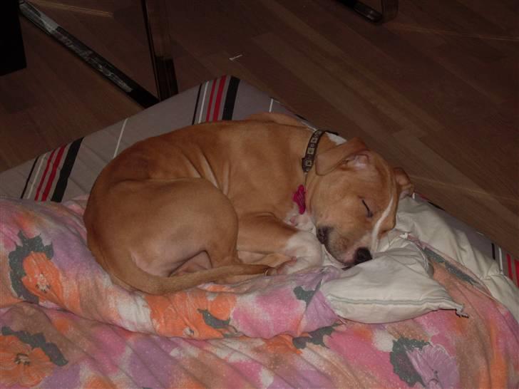 Amerikansk staffordshire terrier Laica billede 13