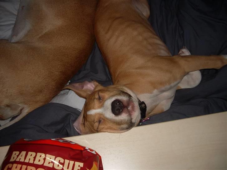 Amerikansk staffordshire terrier Laica billede 14