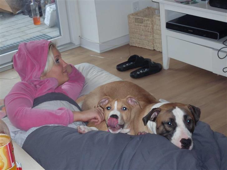 Amerikansk staffordshire terrier Laica billede 15