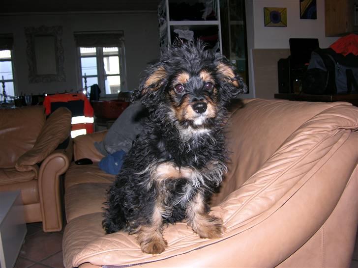 Blanding af racer Swupti billede 4