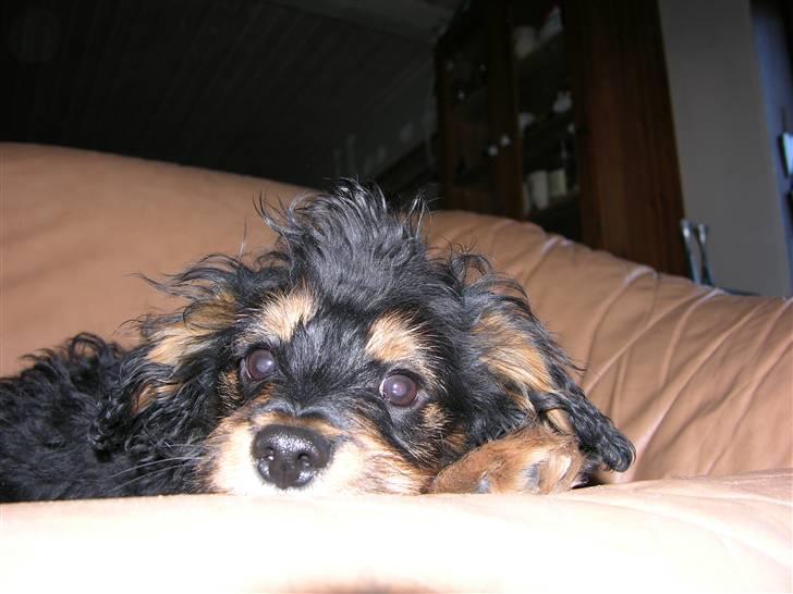 Blanding af racer Swupti billede 5